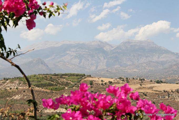 Le Montagne Bianche e White Mountains dietro la bouganville, Festo - Creta, Grecia