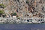 Orticaria numero sulla costa tra Sougia e Paleochora, Creta.