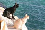 Due gatti a guardare il mare, Matala, Creta.