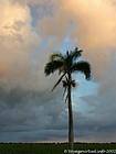 Palma sotto le nuvole, Rep. Dominicana.