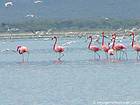 Fenicotteri, Lago Enriquillo, Rep. Dominicana.