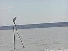 Airone bianco o garzetta arroccato, Lago Enriquillo, Rep. Dominicana.
