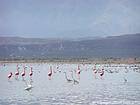 Moltitudine di fenicotteri rosa e aironi, Lago Enriquillo, Rep. Dominicana.