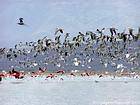 Volo degli uccelli sul lago, Lago Enriquillo, Rep. Dominicana.