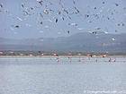 Folla di uccelli che volano sopra il Lago Enriquillo, paradiso ornitologico, Rep. Dominicana.