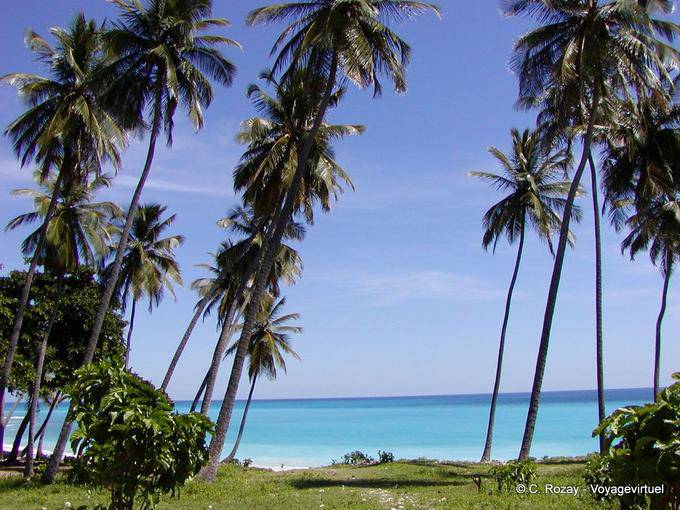 Alte palme sulla costa caraibica di Los Patos, Rep. Dominicana