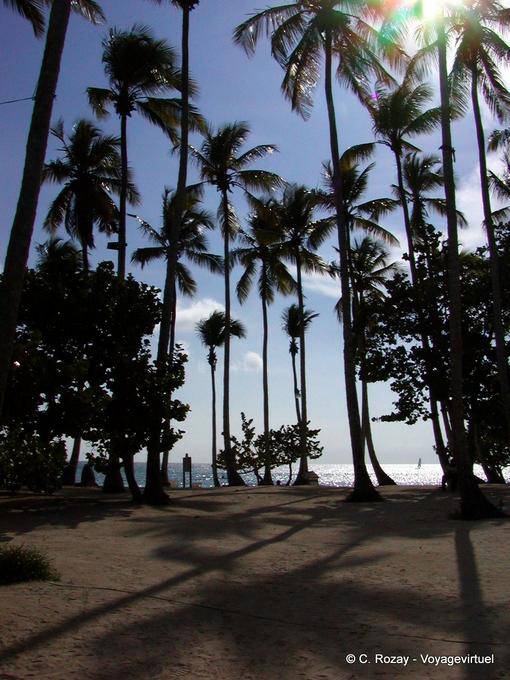 Ombra di palme da cocco sul retro della spiaggia, Bayahibe, Rep. Dominicana