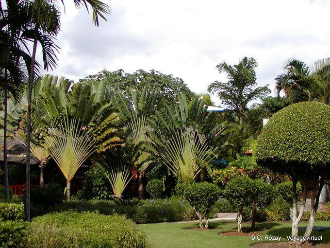 Alberi viaggiatori, hotel Domican Bay, Boca Chica, Rep. Dominicana