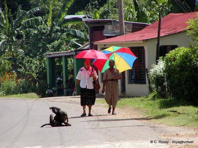 Sotto gli ombrelloni e cane graffi, Rep. Dominicana