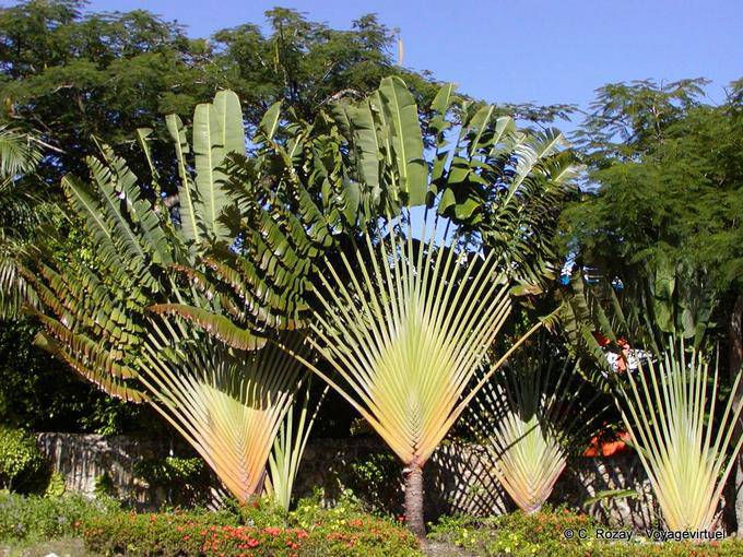 Albero di viaggiatore, Rep. Dominicana