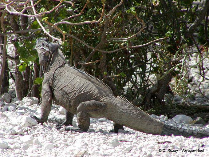 Rhinoceros iguana in azione, Enriquillo Iguana, Rep. Dominicana