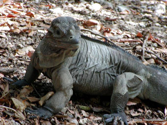 Guarda di iguana sulla riva del Lago Enriquillo, Rep. Dominicana