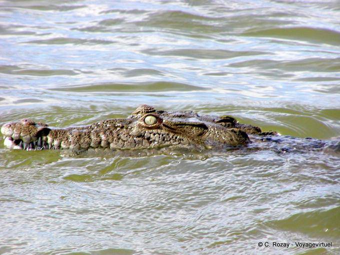 Testa di coccodrillo (Crocodylus acutus), Lago Enriquillo, Rep. Dominicana