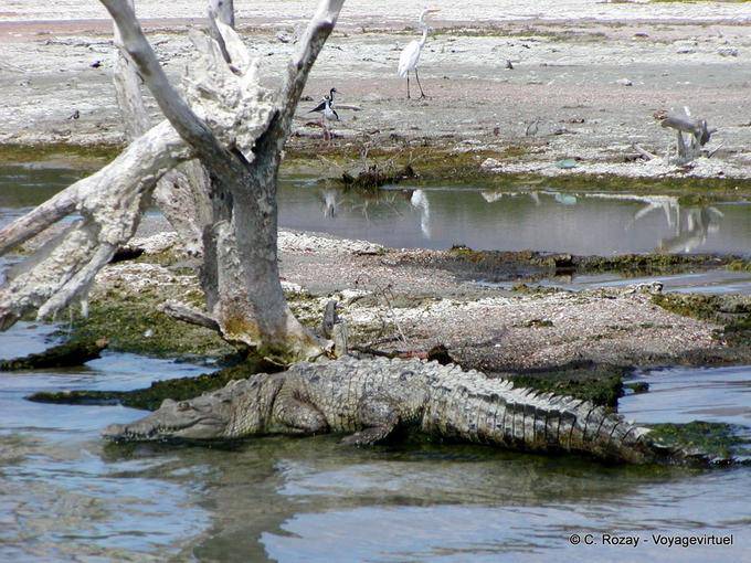 Crocodile camouflage in Salt Lake Enriquillo, Rep. Dominicana