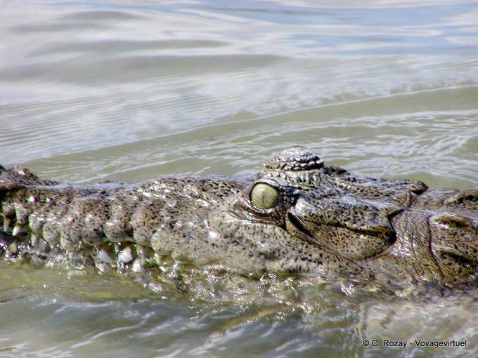 L'occhio del coccodrillo americano, Lago Enriquillo, Rep. Dominicana