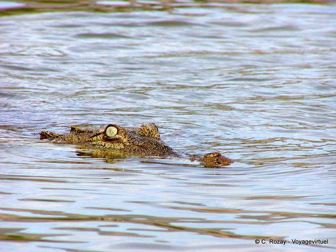 Occhio e naso coccodrillo che emerge dalle acque salate del Lago Enriquillo, Rep. Dominicana
