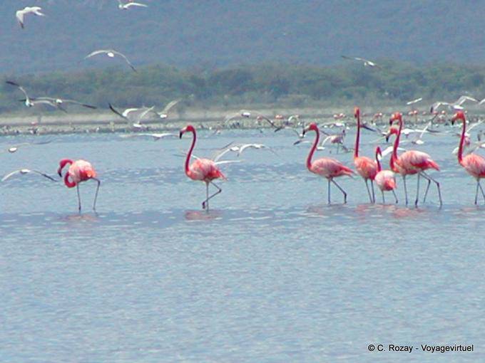 Fenicotteri, Lago Enriquillo, Rep. Dominicana
