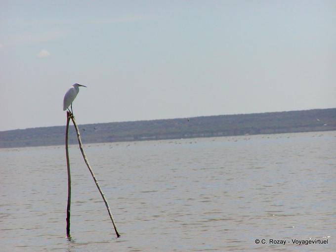 Airone bianco o garzetta arroccato, Lago Enriquillo, Rep. Dominicana
