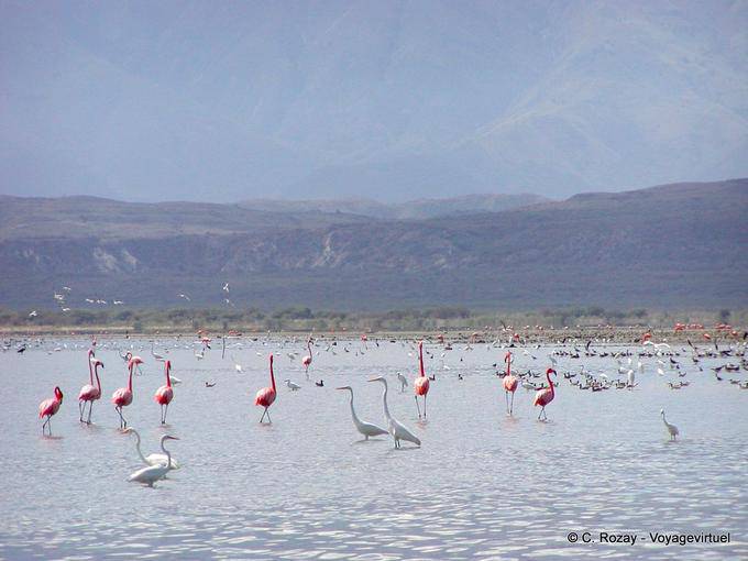 Moltitudine di fenicotteri rosa e aironi, Lago Enriquillo, Rep. Dominicana