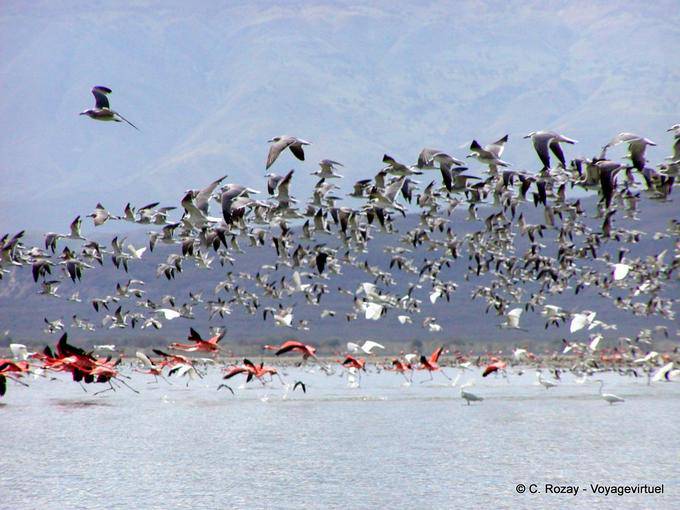 Volo degli uccelli sul lago, Lago Enriquillo, Rep. Dominicana