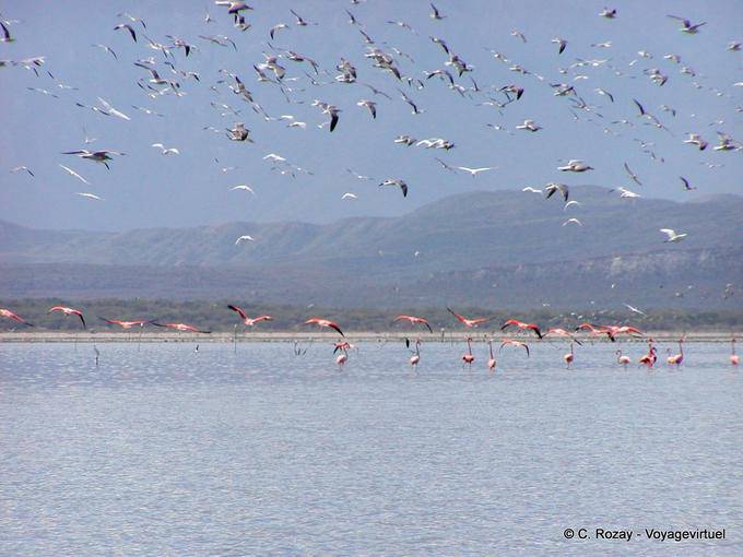 Folla di uccelli che volano sopra il Lago Enriquillo, paradiso ornitologico, Rep. Dominicana