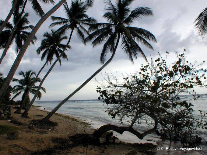 Coconut esaminato la spiaggia deserta, Juan Dolio, Rep. Dominicana