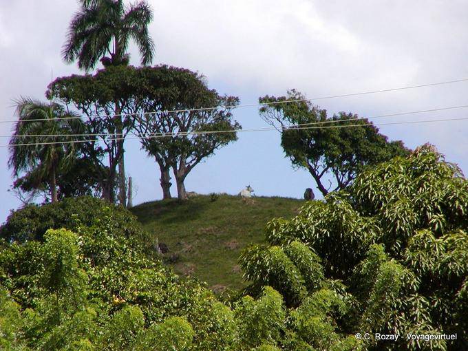 Bovini in cima ad una collina, pagnotte, Rep. Dominicana