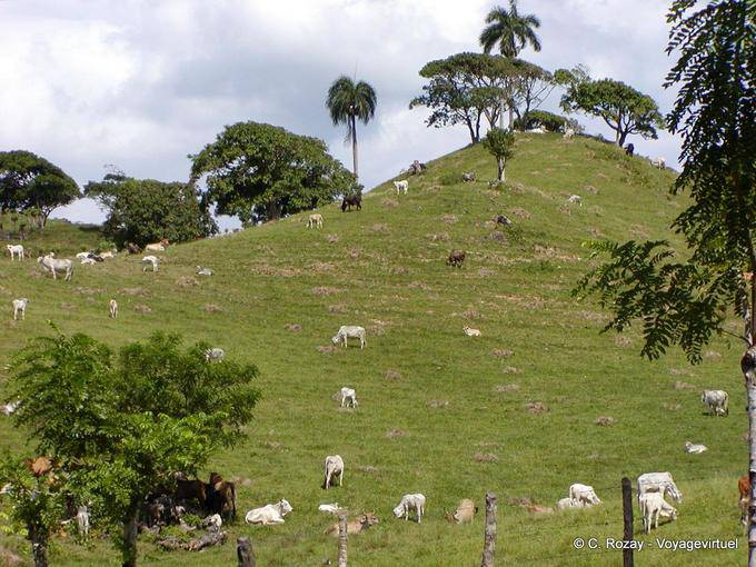 Herd pascolo sul sollievo per Pani, Rep. Dominicana