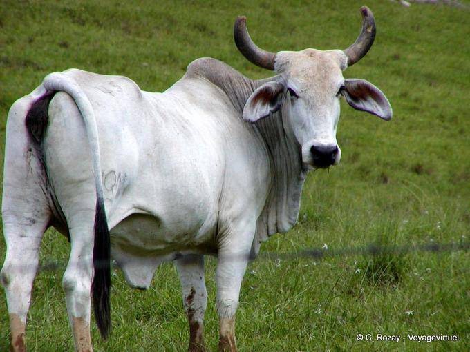 Campo Zebù, Miches Hata Mayor, Rep. Dominicana