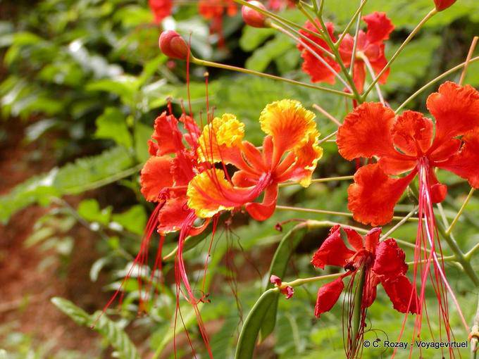 Bellissimi fiori, Rep. Dominicana