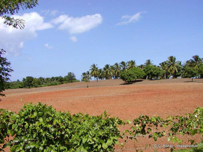 Terra rossa, Pani, Hata Mayor, Rep. Dominicana