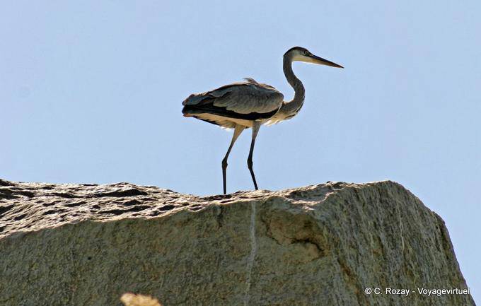 Heron sulla roccia dal fiume, Aswan - Egitto