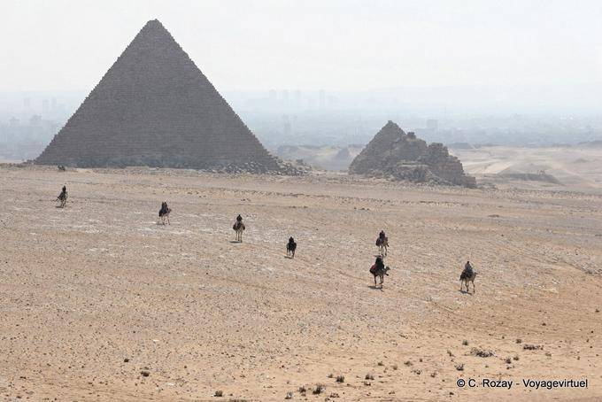 Cammello nel deserto della Necropoli Giza - Egitto