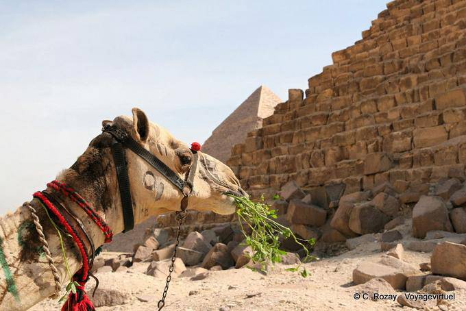 Ritratto dun cammello di fronte, piramidi, Giza - Egitto
