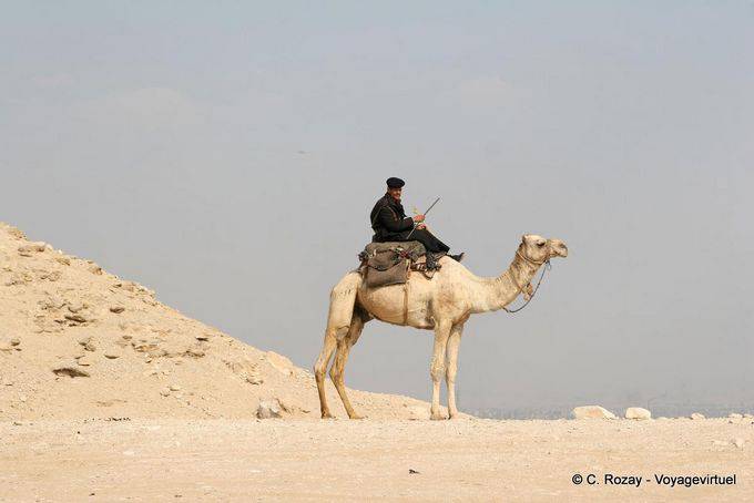 Camel Police, Saqqara - Egitto