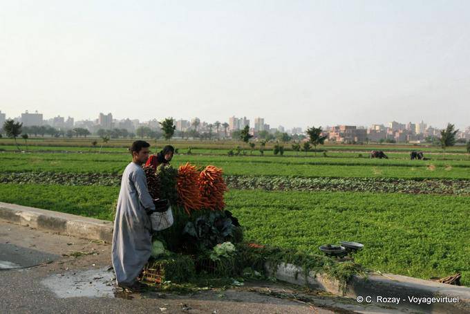 Appena raccolte carote e altri ortaggi, Il Cairo - Egitto