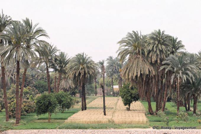 Campagna campo coltivato intorno Esna - Egitto