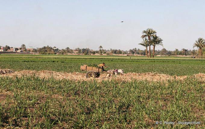 Wagon guida a metà del raccolto, un sobborgo di Luxor - Egitto