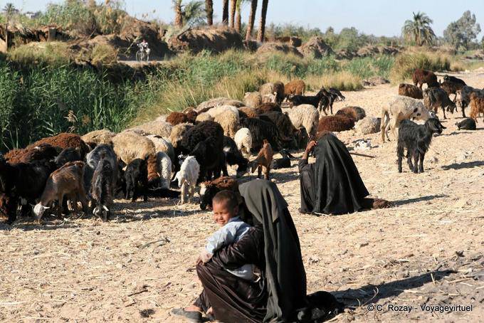 Mandria di babysitter, vicino a Luxor - Egitto