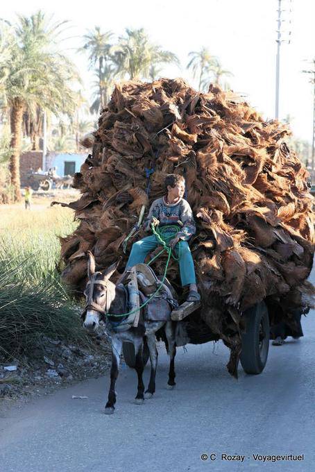 Trasporto di corteccia di palma, Luxor - Egitto