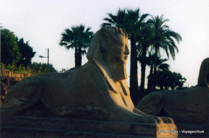 Re testa Sfinge, dromos Tempio di Luxor - Egitto