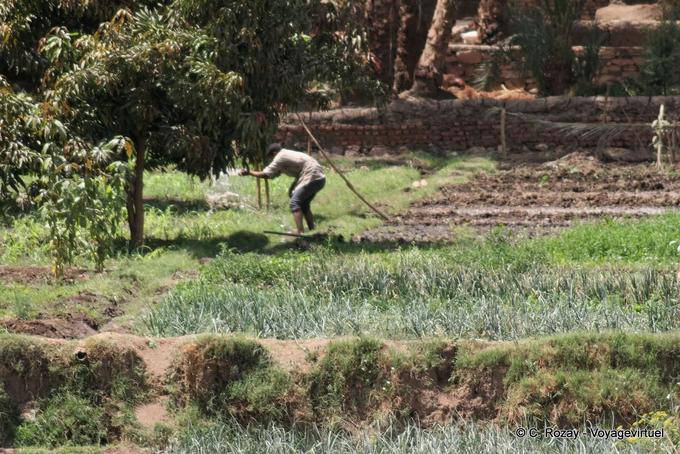 Lavorare la terra sulle rive del Nilo - Egitto