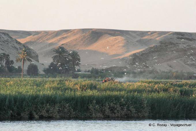 Volo degli uccelli Nile - Egitto