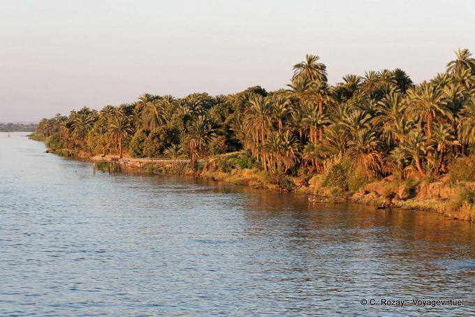 Palm foresta, riva del Nilo - Egitto