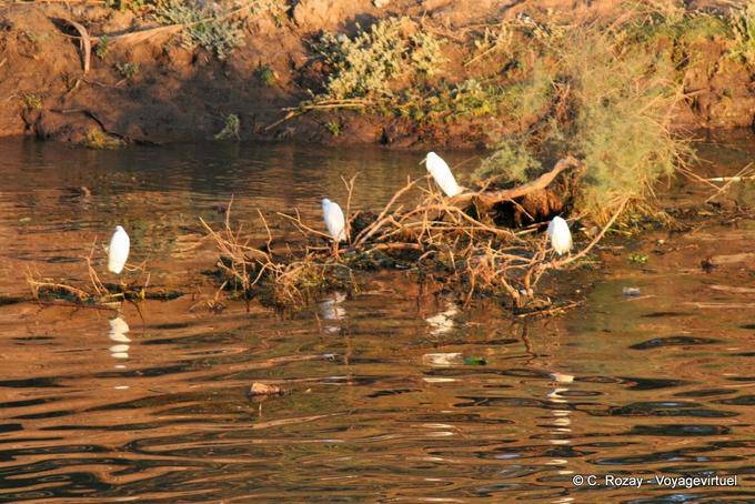 Grandi Egrets caccia, Nil - Egitto