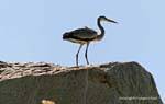 Heron sulla roccia dal fiume, Aswan, Egitto.