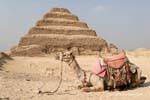 Camel ai piedi della piramide, Saqqara, Egitto.