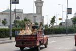 Cammelli trasporto in un furgone, Cairo, Egitto.