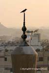 Uccello in cima a un minareto, Cairo, Egitto.