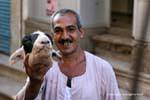 Una testa di pecora in mano, Luxor, Egitto.